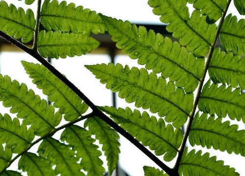 大羽羊齿是裸子植物吗