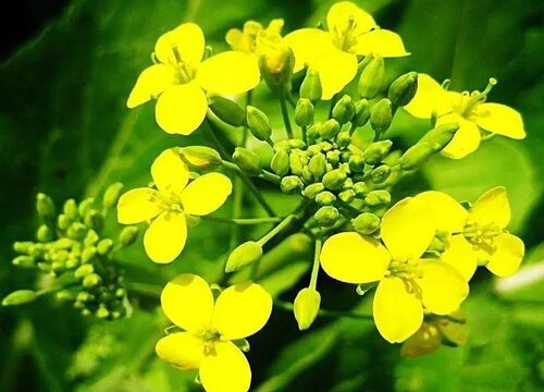 油菜花是完全花吗