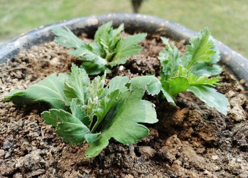 菊花插枝其实并不选择扦插时间,最好在春季的4-5月份进行,温度合适