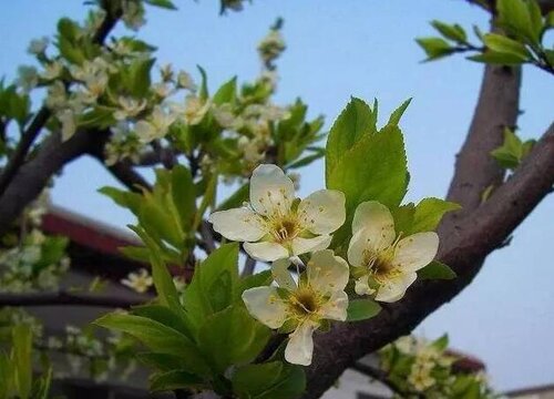 当,叶片会提前脱落,或是被害虫吃光,导致花芽的分化不好或是未被分化