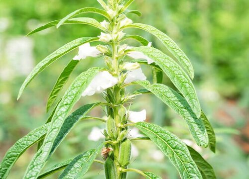 芝麻的果实叫作蒴果,一般长在芝麻茎和叶的交界处,果实外面长有外壳