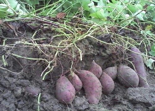 红薯怎么种植才能高产结得多又大 红薯种植新技术及窍门