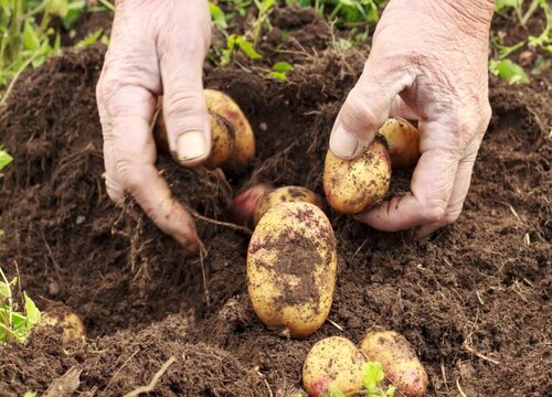 土豆怎么种植才能高产 土豆高产种植技术