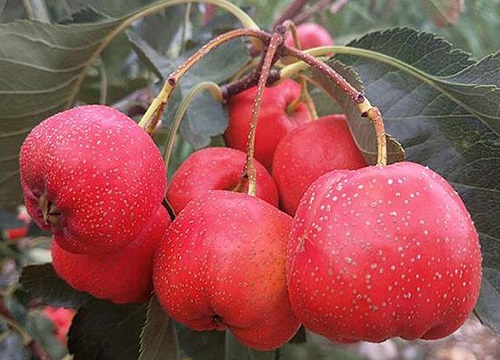 山楂最适宜种植时间是春季的3-4月份,果实一般在秋季的8-10月份成熟
