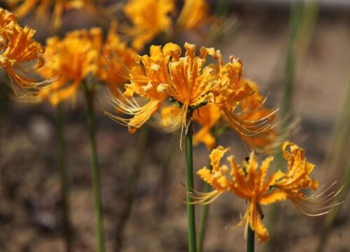 彼岸花生长环境条件及特点