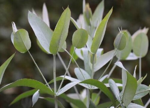 桉树的品种会有蓝桉,尾叶桉,巨桉,直干蓝桉,柠檬桉,细叶桉,大叶桉这几