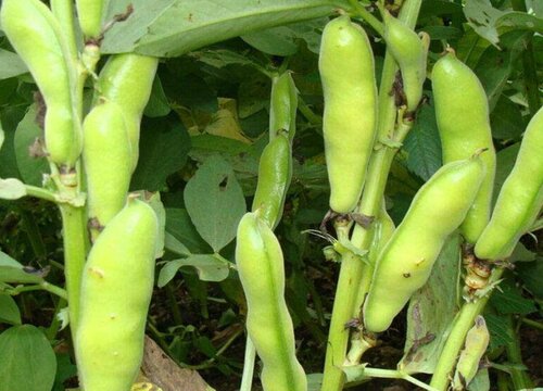 蚕豆亩产量一般多少斤 种植蚕豆的亩产利润