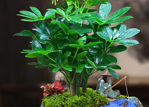 七叶莲是一种富贵生财的吉祥风水植物,摆放的位置正确的话,可以为我们
