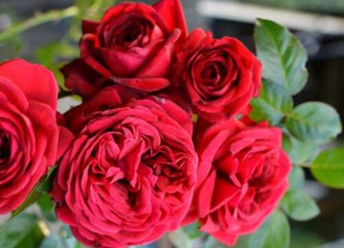 玫瑰花种植多久开花 玫瑰花苗多长时间会开花