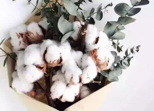 棉花的花语是什么