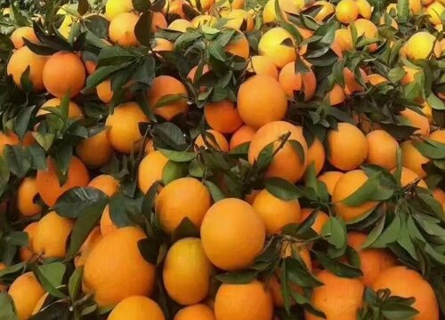 江西赣南脐橙几月份成熟 赣南脐橙几月份上市和下市