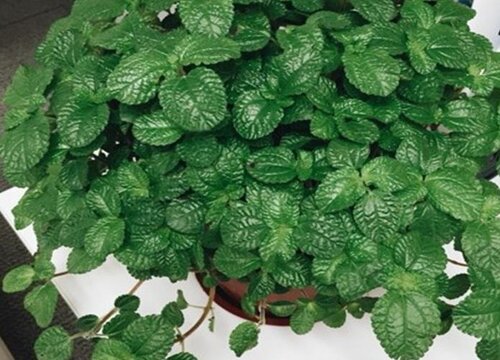 除甲醛植物十大排名 吸甲醛净化空气最好的绿植盆栽