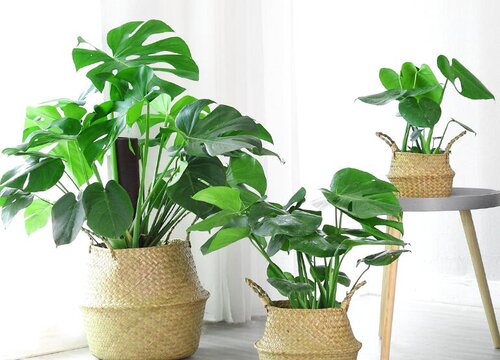 米乐m6除甲醛植物十大排名 吸甲醛净化空气最好的绿植盆栽(图3)
