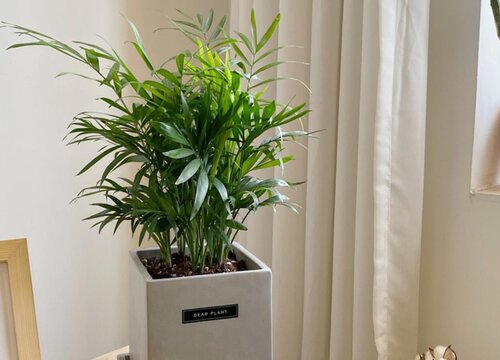米乐m6除甲醛植物十大排名 吸甲醛净化空气最好的绿植盆栽(图7)