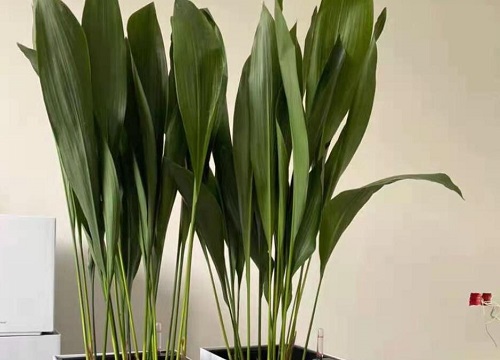 米乐m6除甲醛植物十大排名 吸甲醛净化空气最好的绿植盆栽(图8)