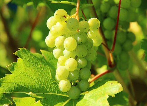 怎样培育葡萄效果更好 葡萄苗的种植方法和管理技术