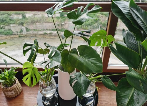净化空气吸甲醛最好的植物排名 吸甲醛植物排行榜