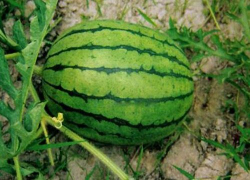 西瓜种类有哪些分为几类 西瓜的种类有多少品种图片