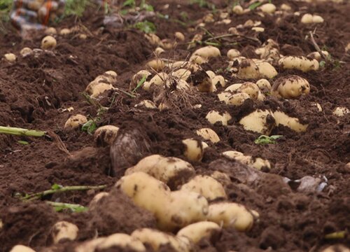 土豆好种吗怎样种 种土豆什么时候种最好