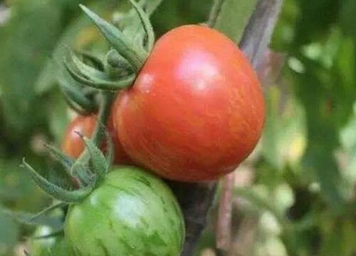 种植西红柿什么时候用磷酸二氢钾（可以起到什么作用）