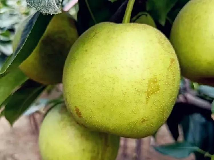 中国有名的“10大名梨”，你吃过几种？有没有你家乡的梨上榜