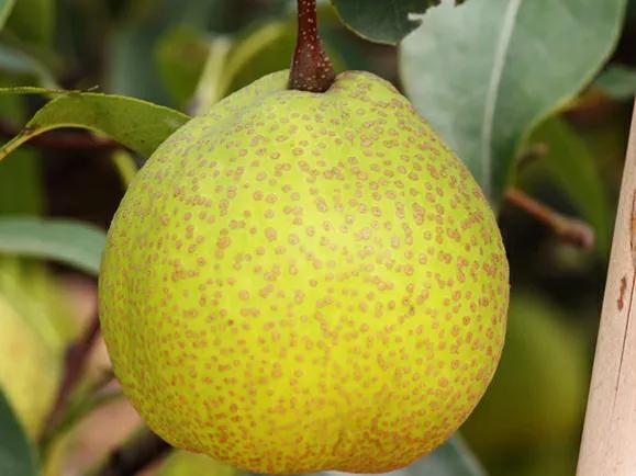 中国有名的“10大名梨”，你吃过几种？有没有你家乡的梨上榜