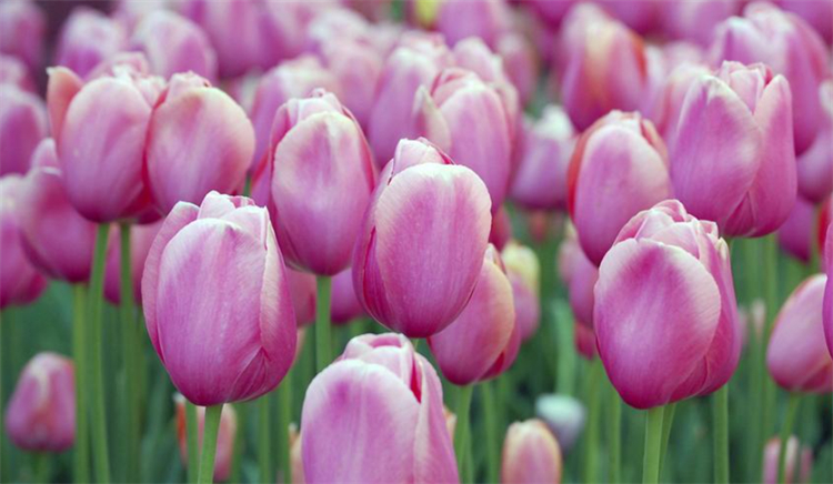 紫色郁金香的花语是什么