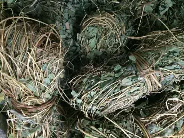 ﻿鸡骨草是广东常用的民间草药，可你知道，在广东有两种鸡骨草？