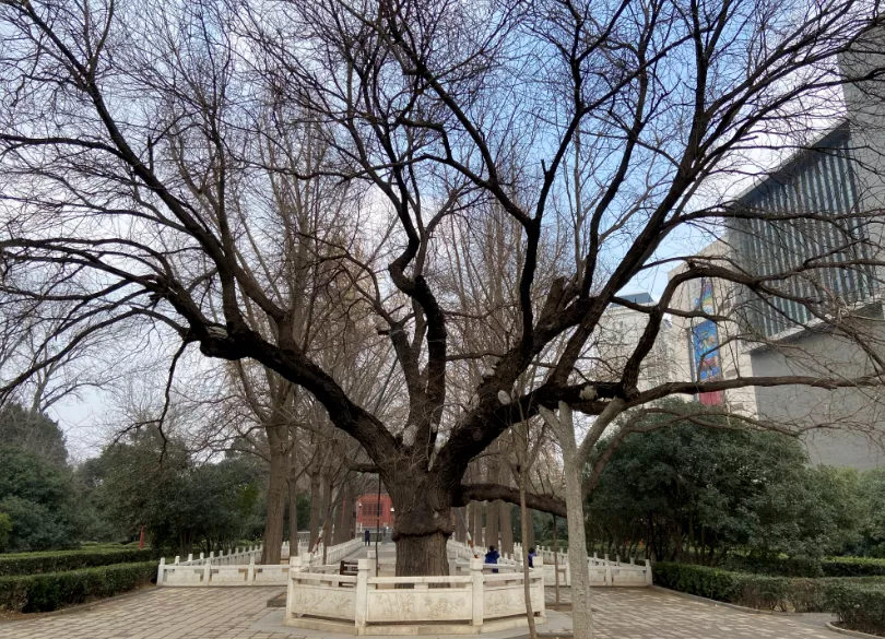 它是郑州的“明星”树，不只因为173岁“高龄”，更因为“大隐于市”