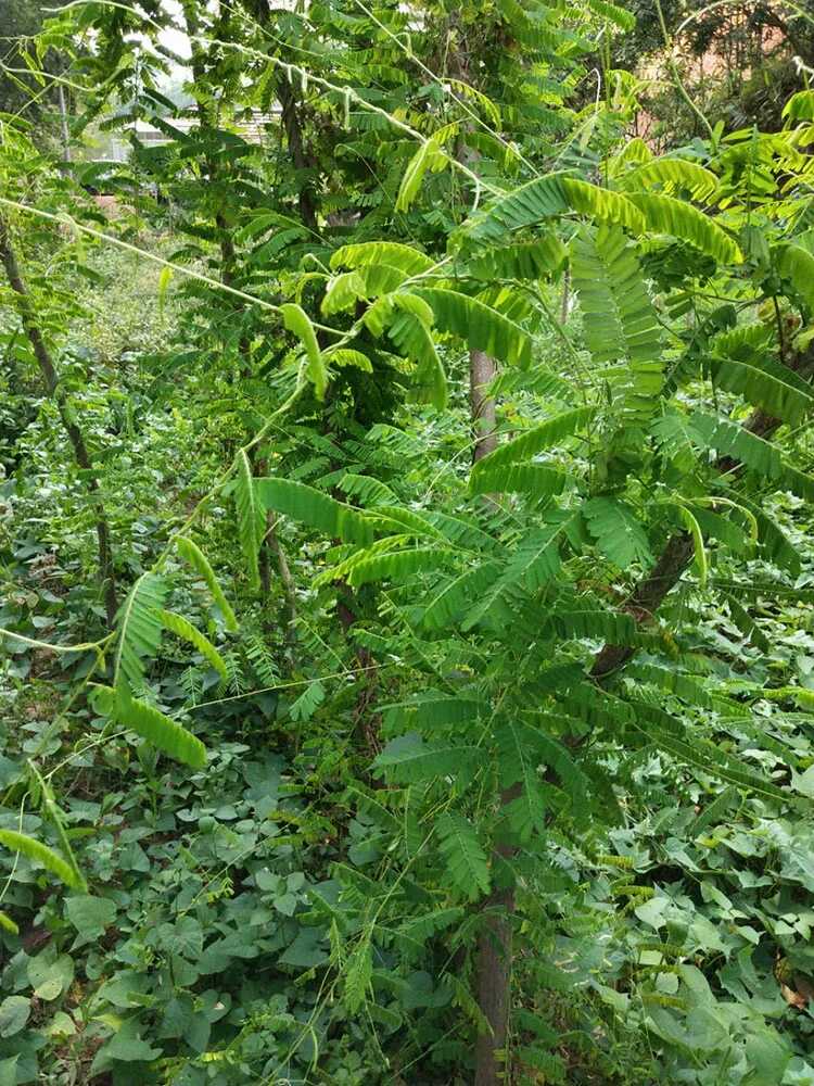 ﻿鸡骨草是广东常用的民间草药，可你知道，在广东有两种鸡骨草？