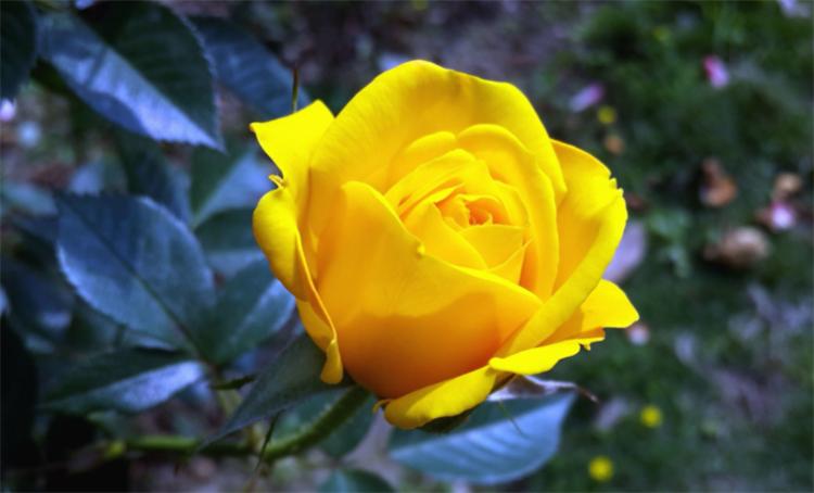黄玫瑰的花语是什么意思（代表了什么深刻的含义）