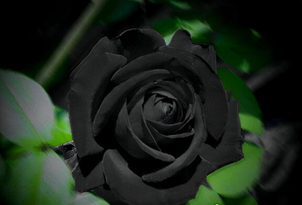黑玫瑰的花语是什么寓意