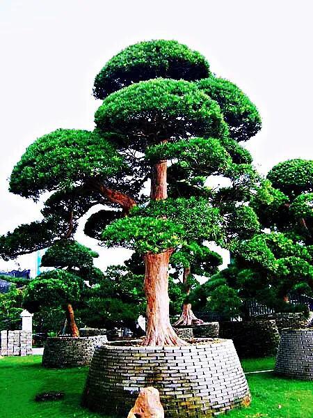 珍贵松树品种图片
