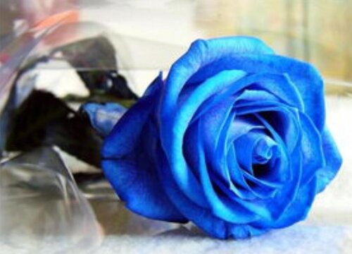 蓝色玫瑰的花语是什么含义
