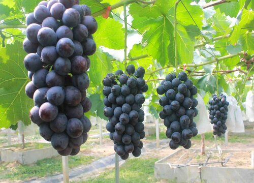 中国十大葡萄品种