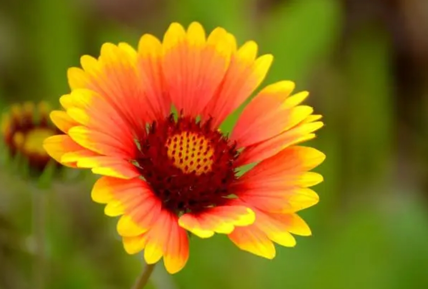太阳菊怎么养，太阳菊的养殖方法和注意事项