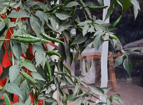 稀奇！贵州一饭店门前水泥地面长出近3米高辣椒树