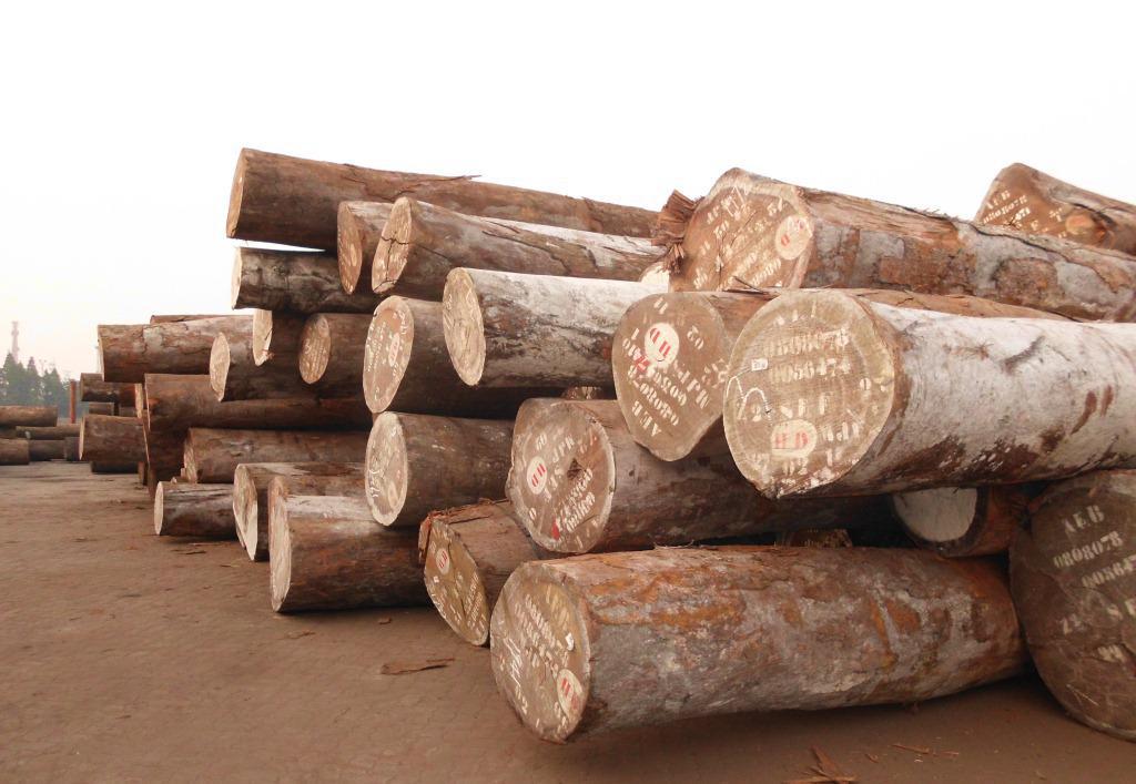 卡斯拉木是什么木材