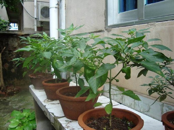 辣椒盆栽种植方法