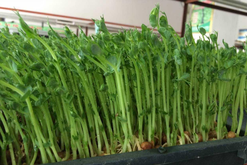 豆苗菜的种植方法