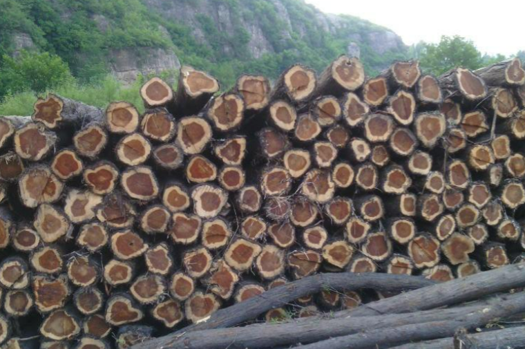 春木是什么木材