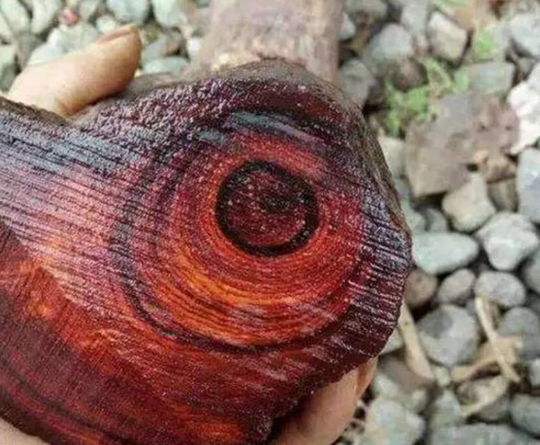 红心木是什么木材