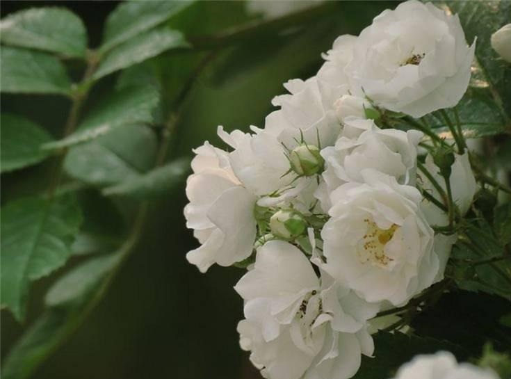 白蔷薇的花语是什么意思