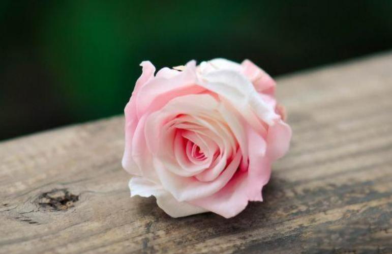 粉色玫瑰花的花语是什么意思