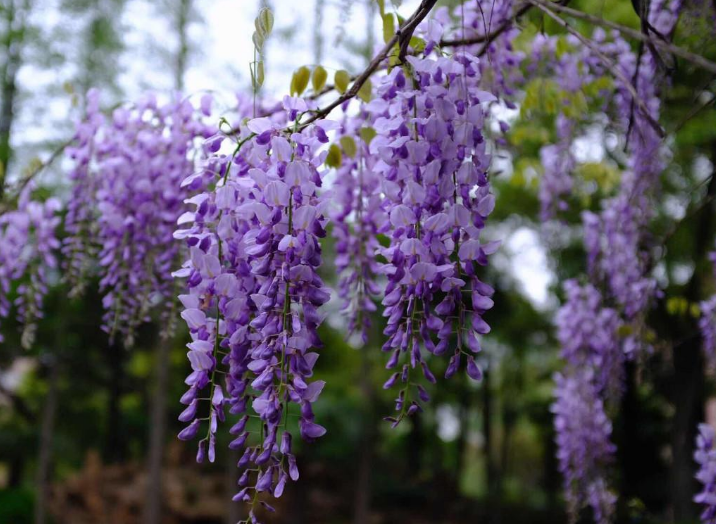 紫藤花盆栽种植方法