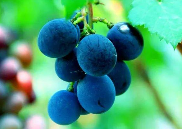 蓝莓葡萄的功效与作用