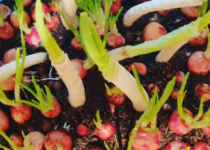 四季小香葱种子怎么种植方法