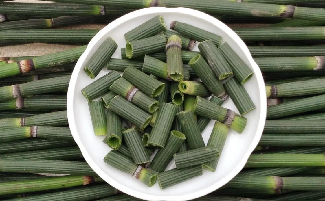 节节草是什么？百年节节草和白花节节草详细介绍