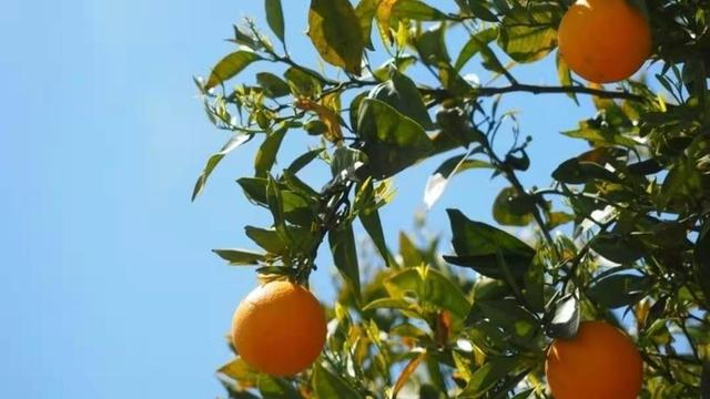 柑橘炭疽病用什么特效农药防治（治疗柑橘炭疽病最佳配方）
