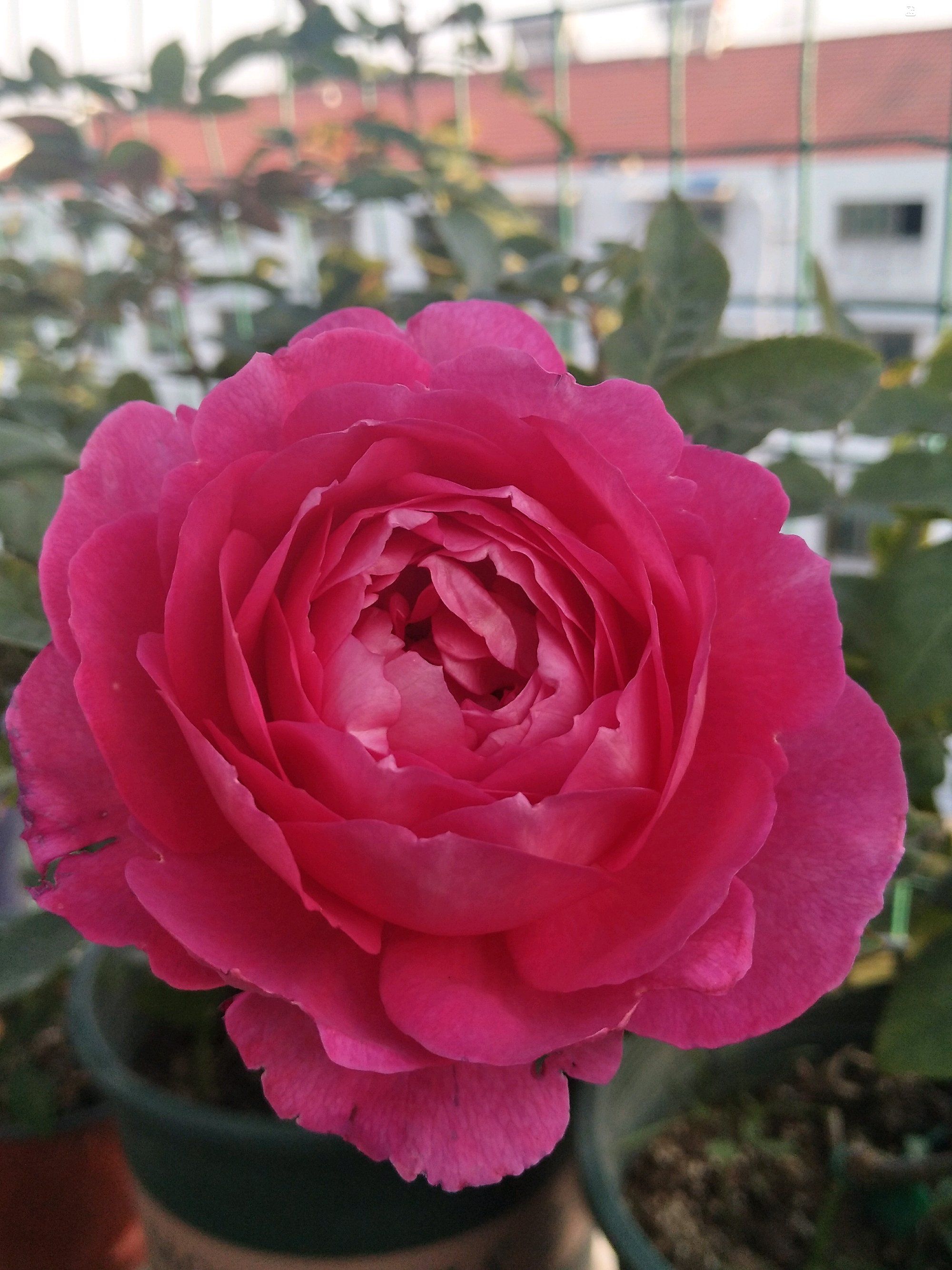 月季花的资料简介(月季花资料简介100)